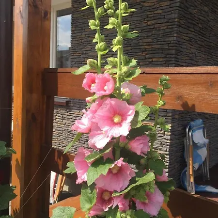 A&r Brzozowa 5 Hébergement de vacances Rowy (Pomerania)